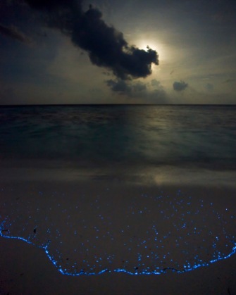 Bioluminescent_SeaSparkle_Maldives_3775