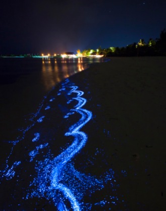 Bioluminescent_SeaSparkle_Maldives_4686