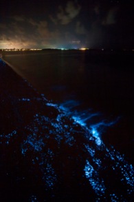 Bioluminescent_SeaSparkle_Maldives_4689