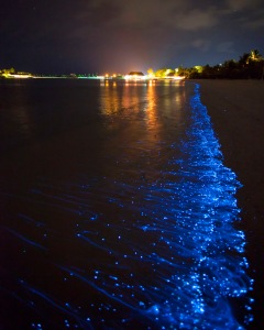 Bioluminescent_SeaSparkle_Maldives_4702 