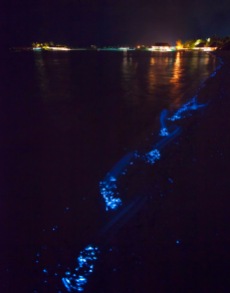 Bioluminescent_SeaSparkle_Maldives_4710